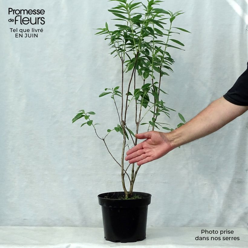 Exemplar von Sommergrüne Azalee Nabucco - Azalea luteum Topf mit 4L/5L wie im Sommer geliefert