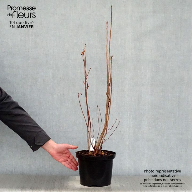 Exemplar von Sommergrüne Azalee Nabucco - Azalea luteum Topf mit 4L/5L wie im Winter geliefert