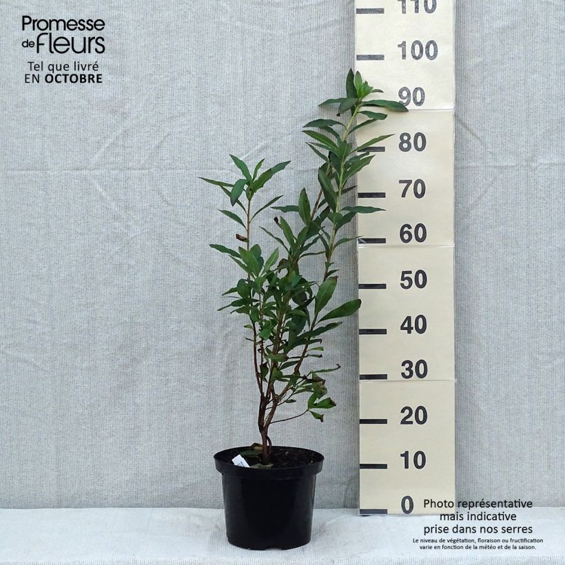 Example of Sommergrüne Azalee Nabucco - Azalea luteum Topf mit 4L/5L as you get in automne