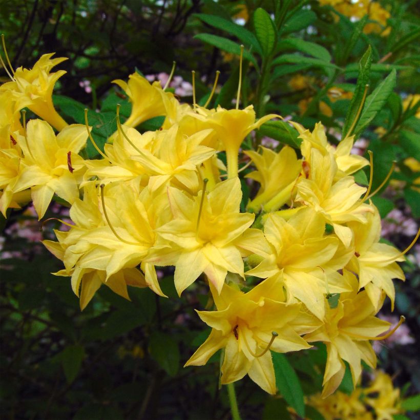 Sommergrüne Azalee Narcissiflora - Azalea luteum (Flowering)