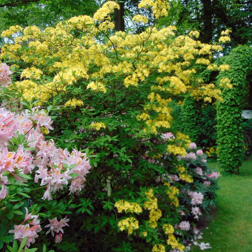 Sommergrüne Azalee Narcissiflora - Azalea luteum (Plant habit)