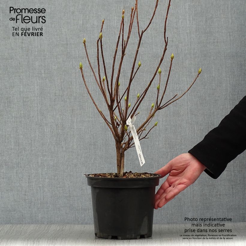 Example of Sommergrüne Azalee Narcissiflora - Azalea luteum Topf mit 4L/5L as you get in hiver