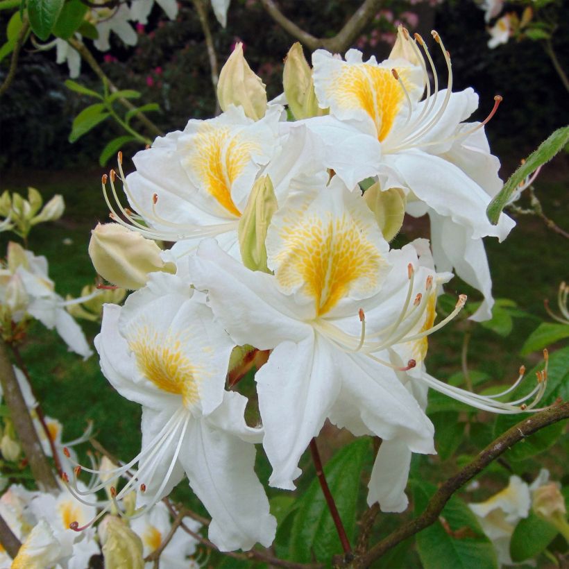 Sommergrüne Azalee Persil - Azalea mollis (Flowering)