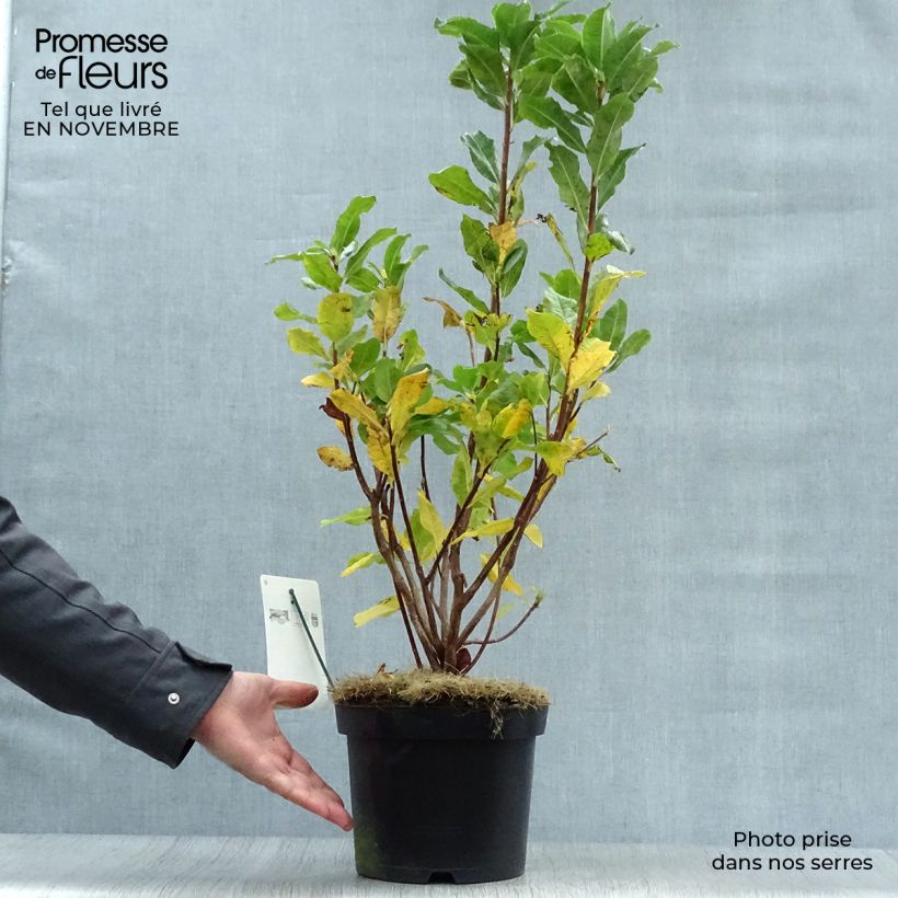 Example of Sommergrüne Azalee Persil - Azalea mollis Topf mit 4L/5L as you get in automne