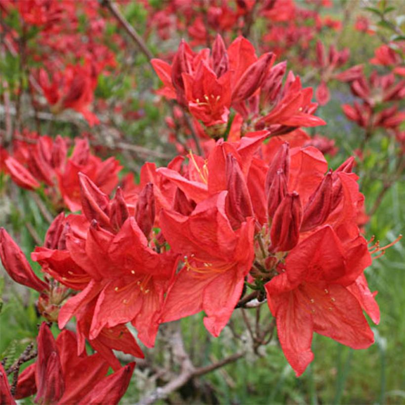 Sommergrüne Azalee Peter Koster - Azalea mollis (Flowering)