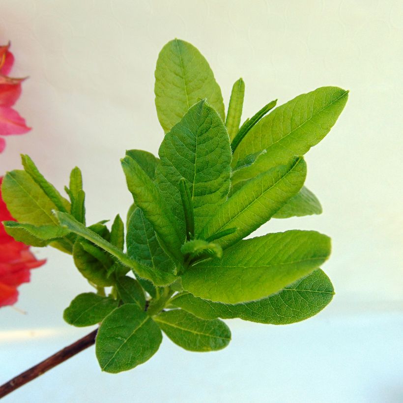 Sommergrüne Azalee Peter Koster - Azalea mollis (Foliage)