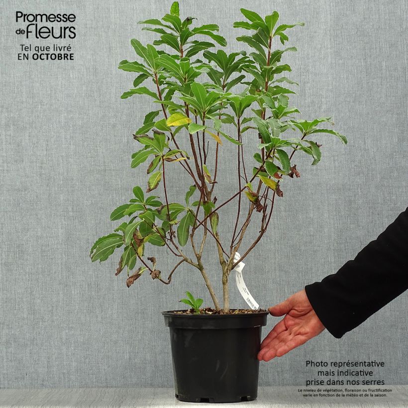 Example of Sommergrüne Azalee Peter Koster - Azalea mollis Topf mit 4L/5L as you get in automne