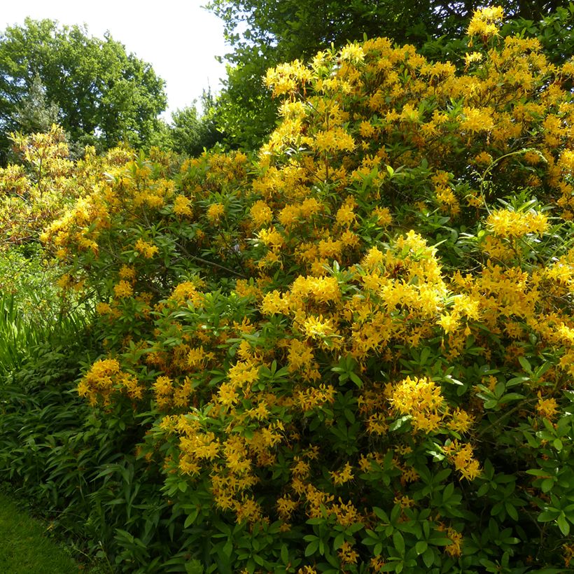 Gelbe Azalee - Azalea luteum (Plant habit)