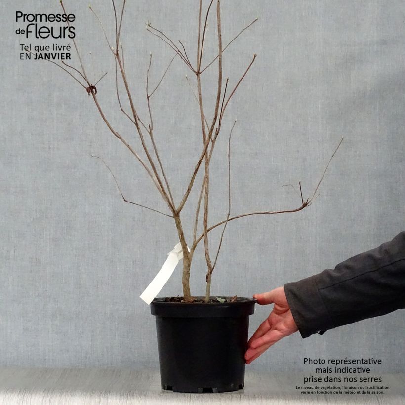 Exemplar von Sommergrüne Azalee Wallowa Red - Azalea Topf mit 4L/5L wie im Winter geliefert