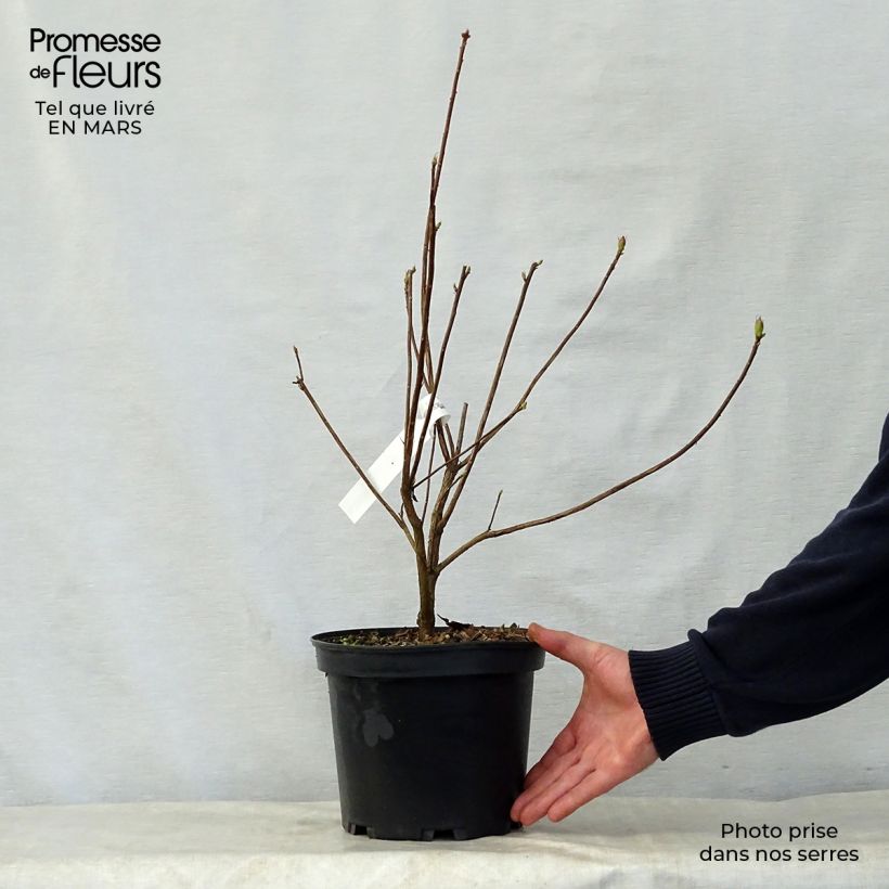 Exemplar von Sommergrüne Azalee Wallowa Red - Azalea Topf mit 4L/5L wie im Frühjahr geliefert