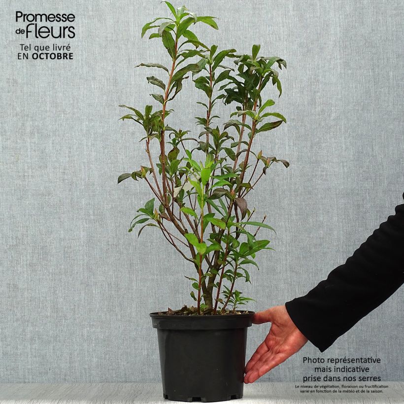 Example of Sommergrüne Azalee Wallowa Red - Azalea Topf mit 4L/5L as you get in automne