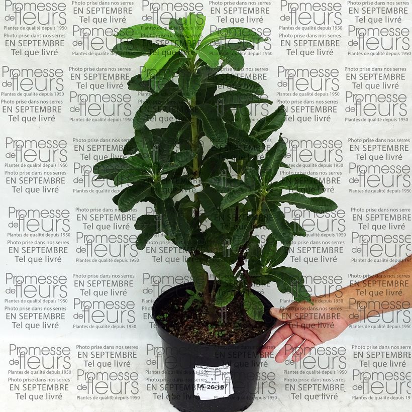 Example of Sommergrüne Azalee White Frills - Azalea mollis Topf mit 4L/5L as you get
