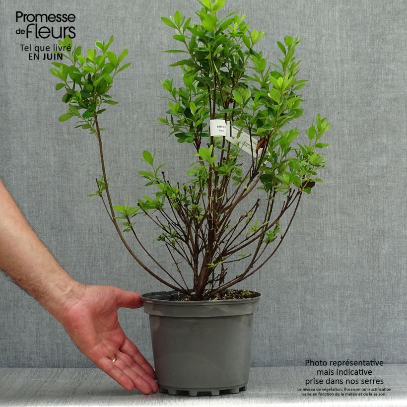 Exemplar von Azalea obtusum Adonis - Japanische Azalee Topf mit 2L/3L wie im Sommer geliefert