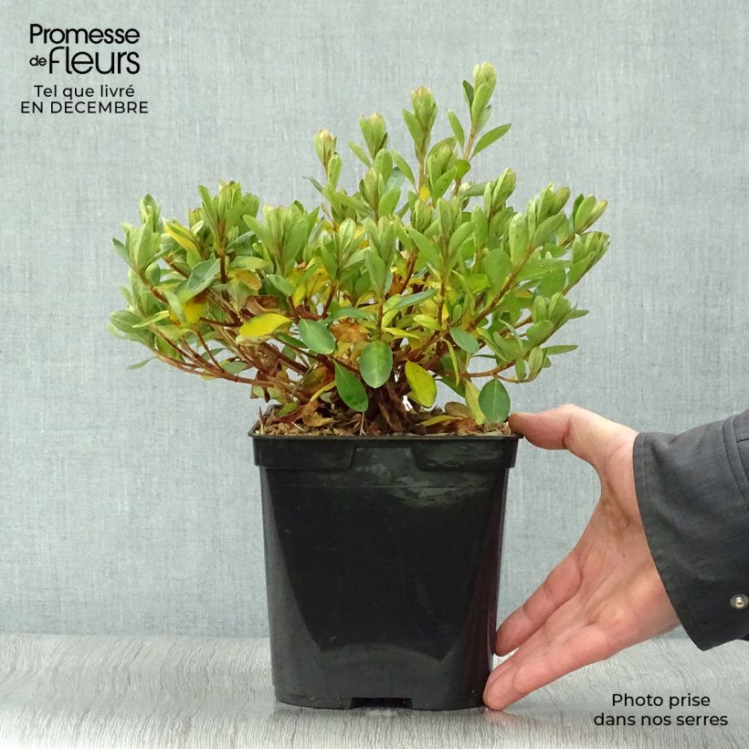 Exemplar von Japanische Azalee Al's Picotee - Azalea Topf mit 2L/3L wie im Winter geliefert