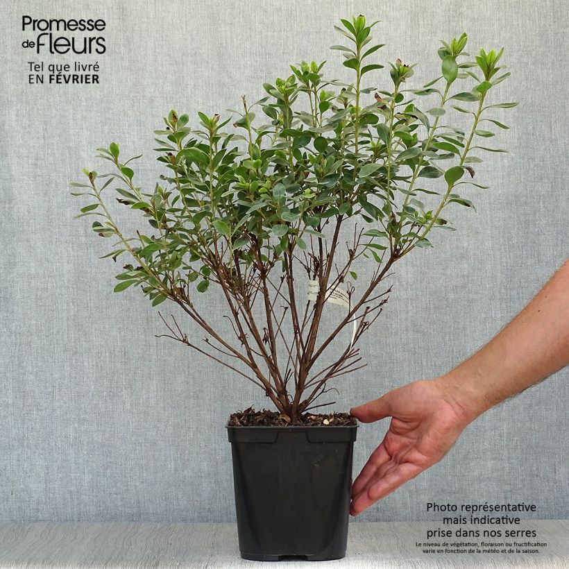 Example of Japanische Azalee Al's Picotee - Azalea Topf mit 2L/3L as you get in automne
