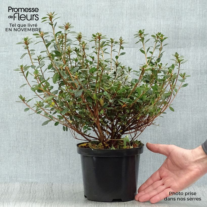 Example of Japanische Azalee Amoena - Azalea Topf mit 12L/15L as you get in automne