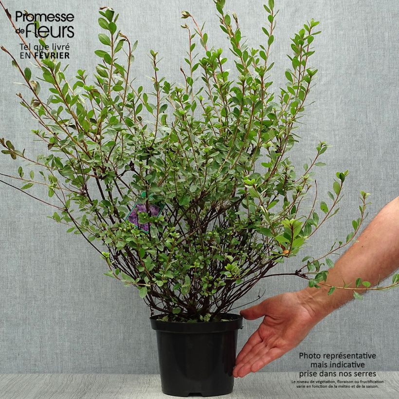 Example of Japanische Azalee Amoena - Azalea Topf mit 2L/3L as you get in automne