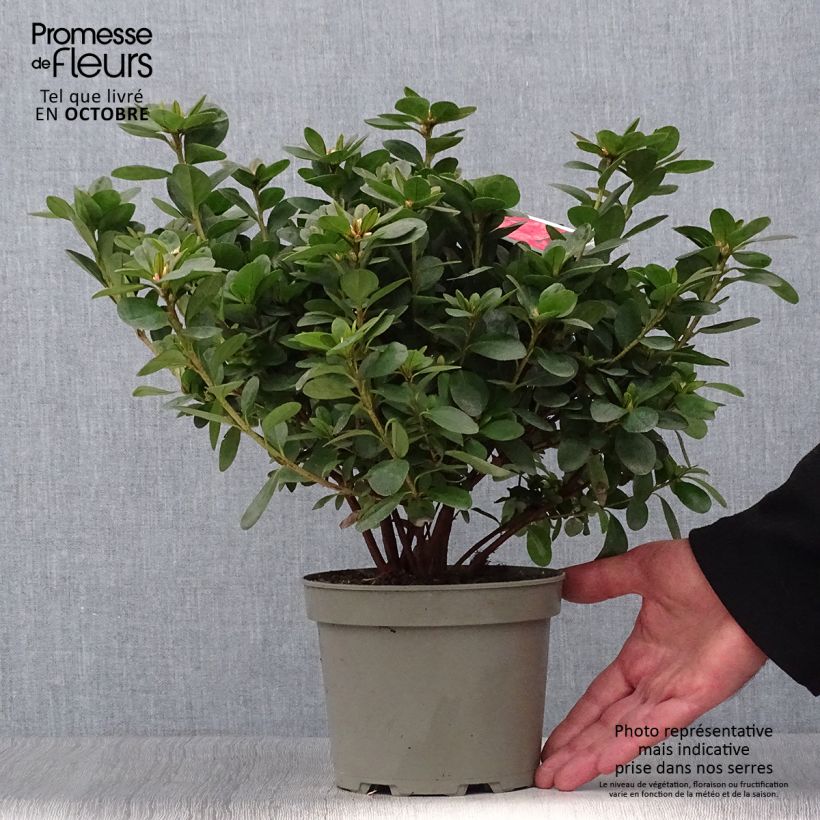 Example of Japanische Azalee Ardeur - Azalea Topf mit 2L/3L as you get in automne