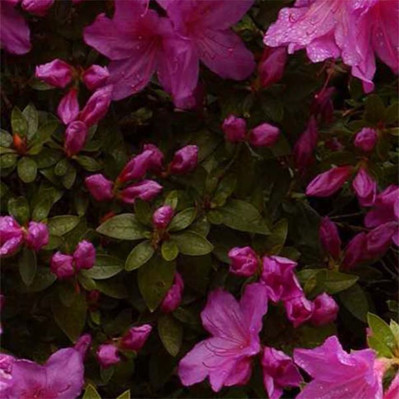 Japanische Azalee Blue Danube - Azalea (Foliage)