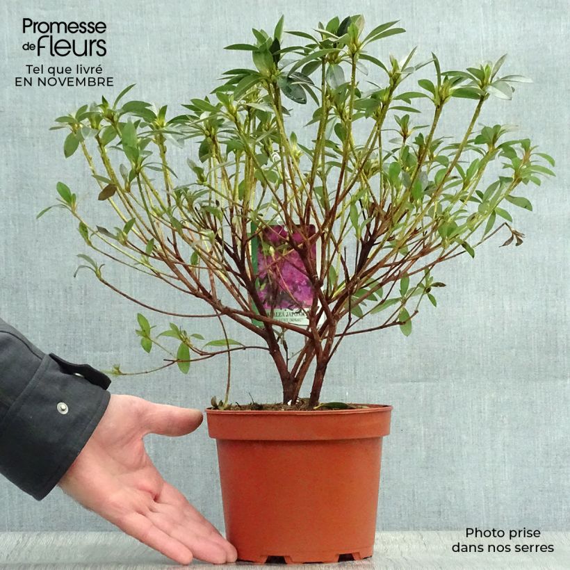 Example of Japanische Azalee Blue Danube - Azalea Topf mit 2L/3L as you get in automne