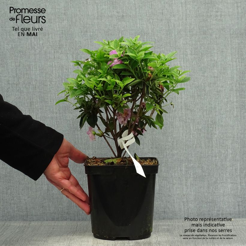 Exemplar von Japanische Azalee Elsie Lee - Azalea Topf mit 2L/3L wie im Frühjahr geliefert