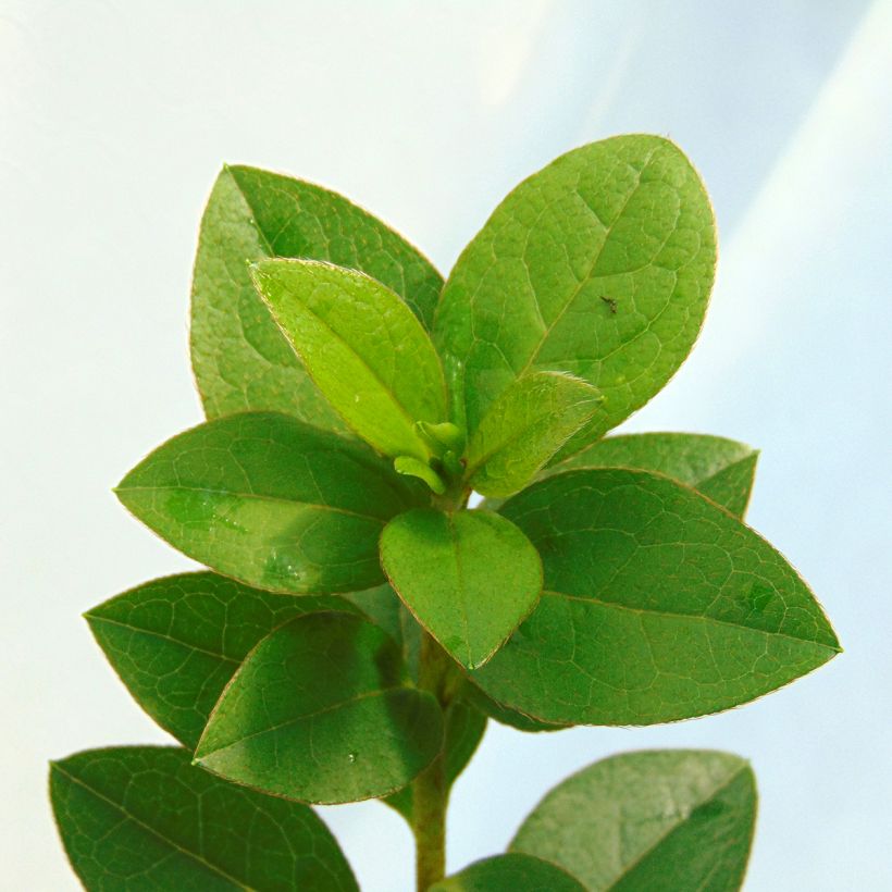 Japanische Azalee Eucharis - Azalea (Foliage)