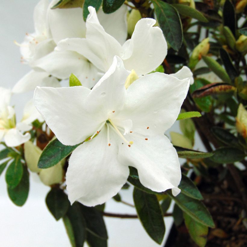 Japanische Azalee Eucharis - Azalea (Flowering)