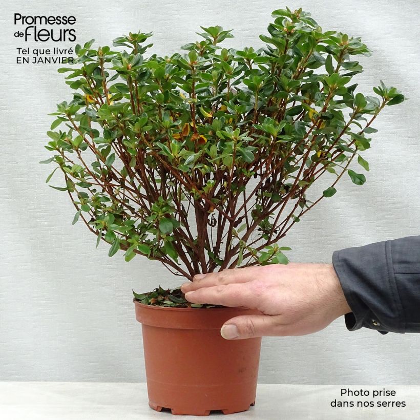 Exemplar von Japanische Azalee Hino-Crimson - Azalea Topf mit 2L/3L wie im Winter geliefert