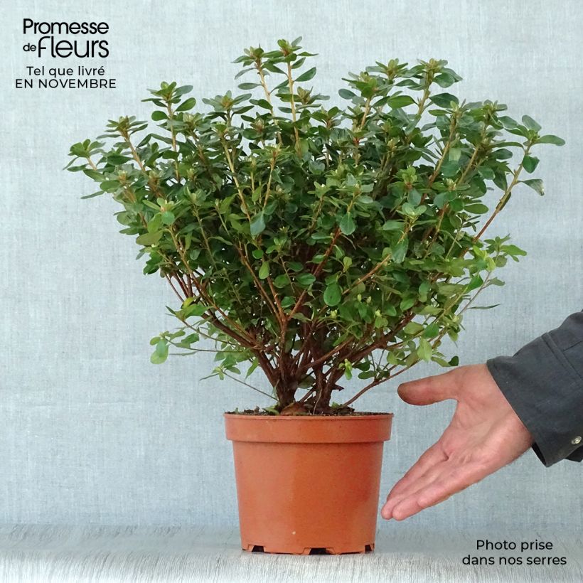 Example of Japanische Azalee Hino-Crimson - Azalea Topf mit 2L/3L as you get in automne