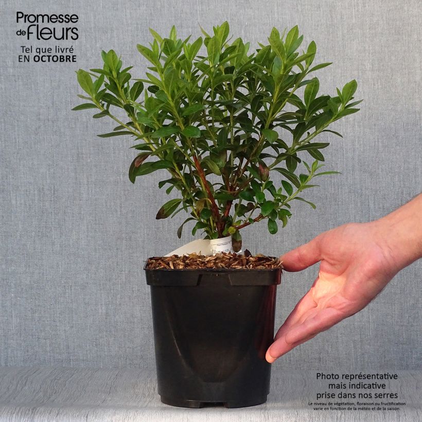 Example of Japanische Azalee Ho Oden - Azalea Topf mit 2L/3L as you get in automne
