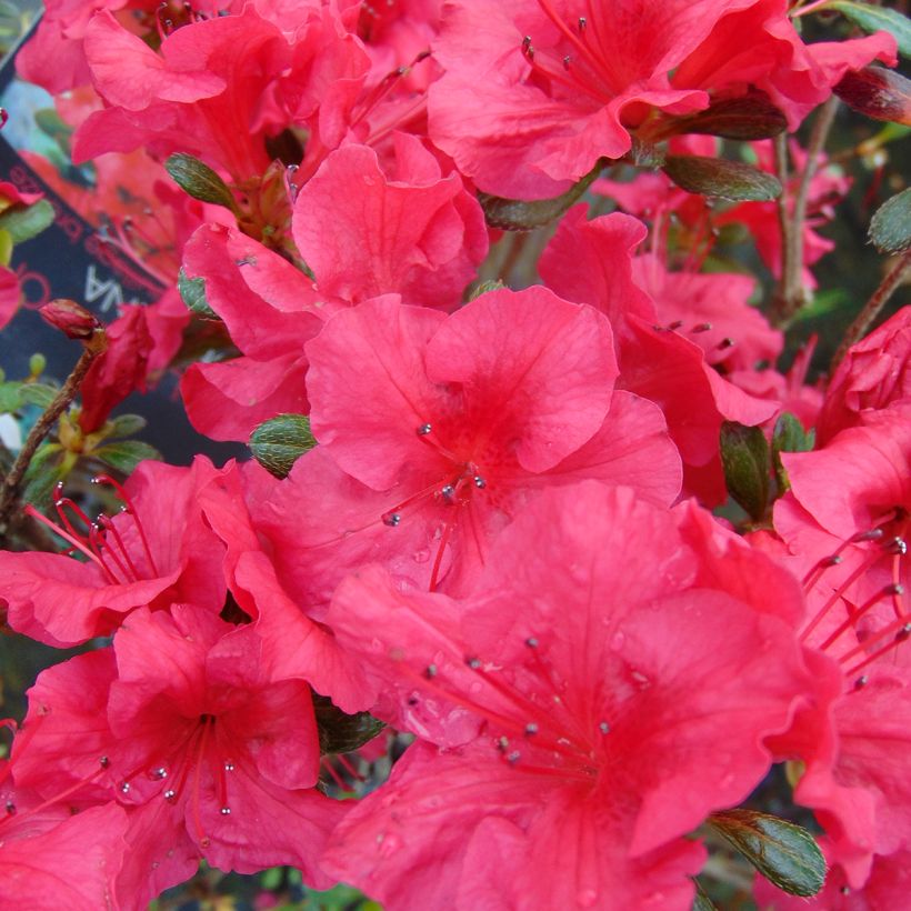 Japanische Azalee Johanna - Azalea (Flowering)
