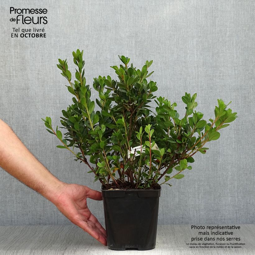 Example of Japanische Azalee Johanna - Azalea Topf mit 2L/3L as you get in automne
