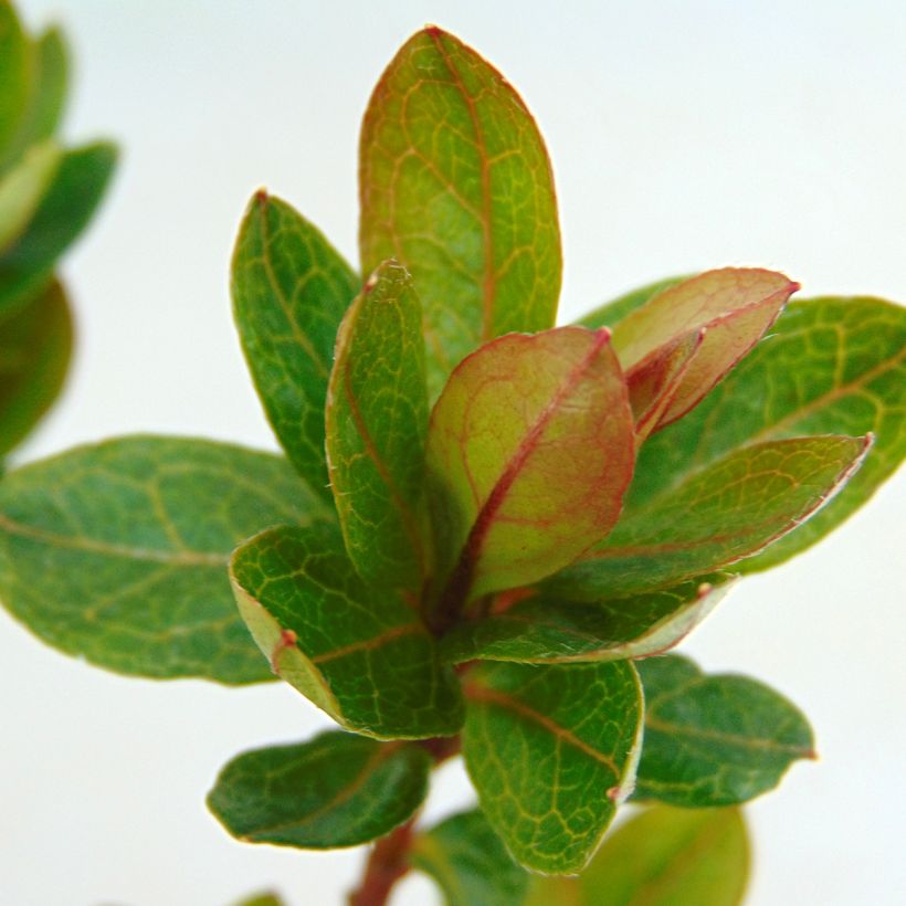Japanische Azalee Kirin - Azalea (Foliage)