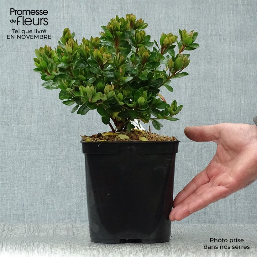 Example of Japanische Azalee Kirin - Azalea Topf mit 2L/3L as you get in automne