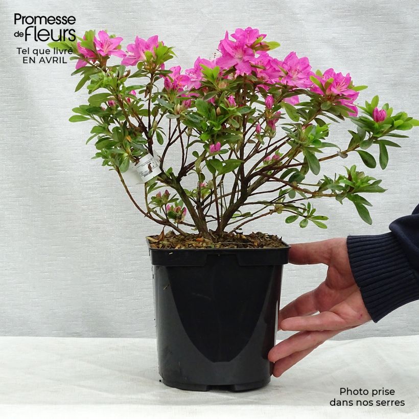 Example of Japanische Azalee Komo Kulshan - Azalea kiusianum Topf mit 3L/4L as you get in printemps
