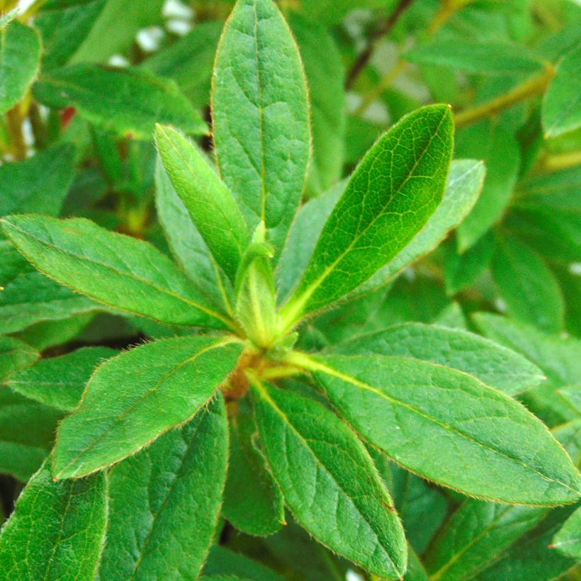 Azalea macrosepalum Koromo Shikibu - Japanische Azaleen (Foliage)