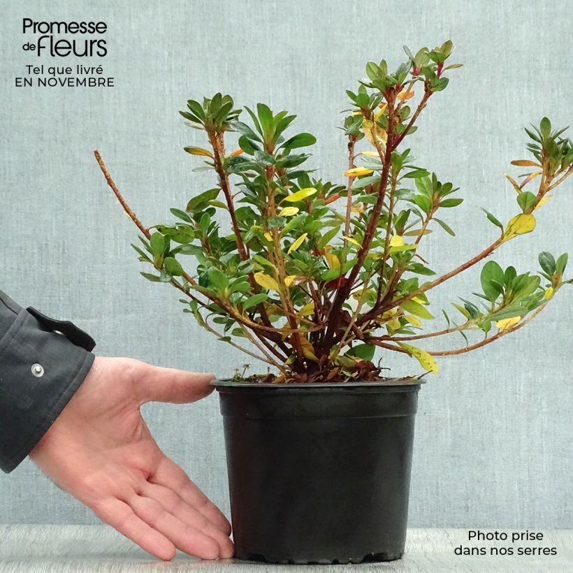 Example of Japanische Azalee Moederdag - Azalea Topf mit 2L/3L as you get in automne