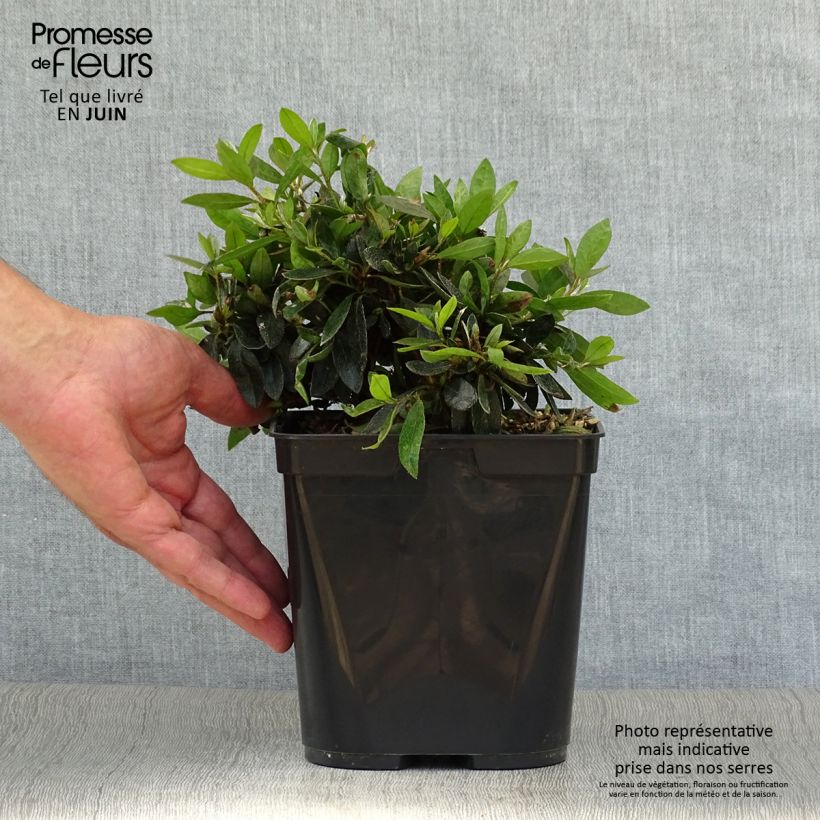Exemplar von Japanische Azalee Nakaharai Orange - Azalea Topf mit 2L/3L wie im Sommer geliefert