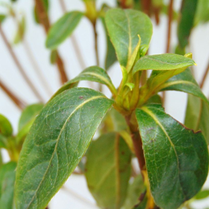 Azalea obtusum Palestrina - Japanische Azalee (Foliage)
