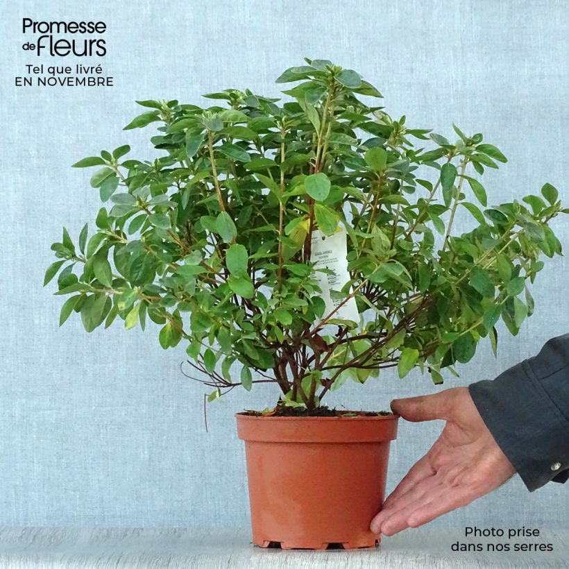 Example of Azalea obtusum Palestrina - Japanische Azalee Topf mit 2L/3L as you get in automne
