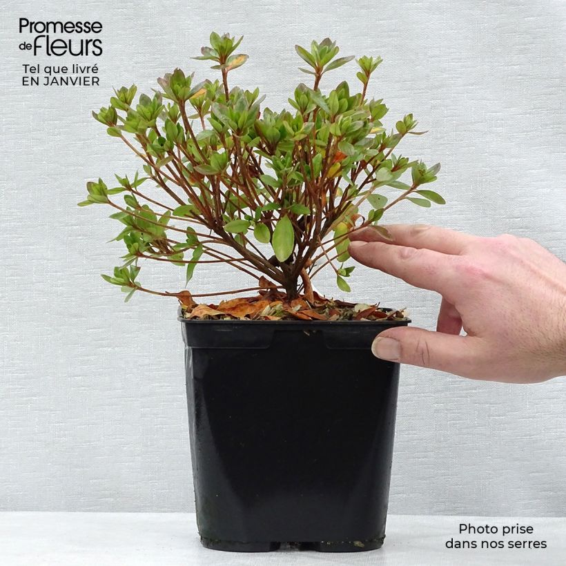 Exemplar von Japanische Azalee Peggy Ann - Azalea kaempferi Topf mit 2L/3L wie im Winter geliefert