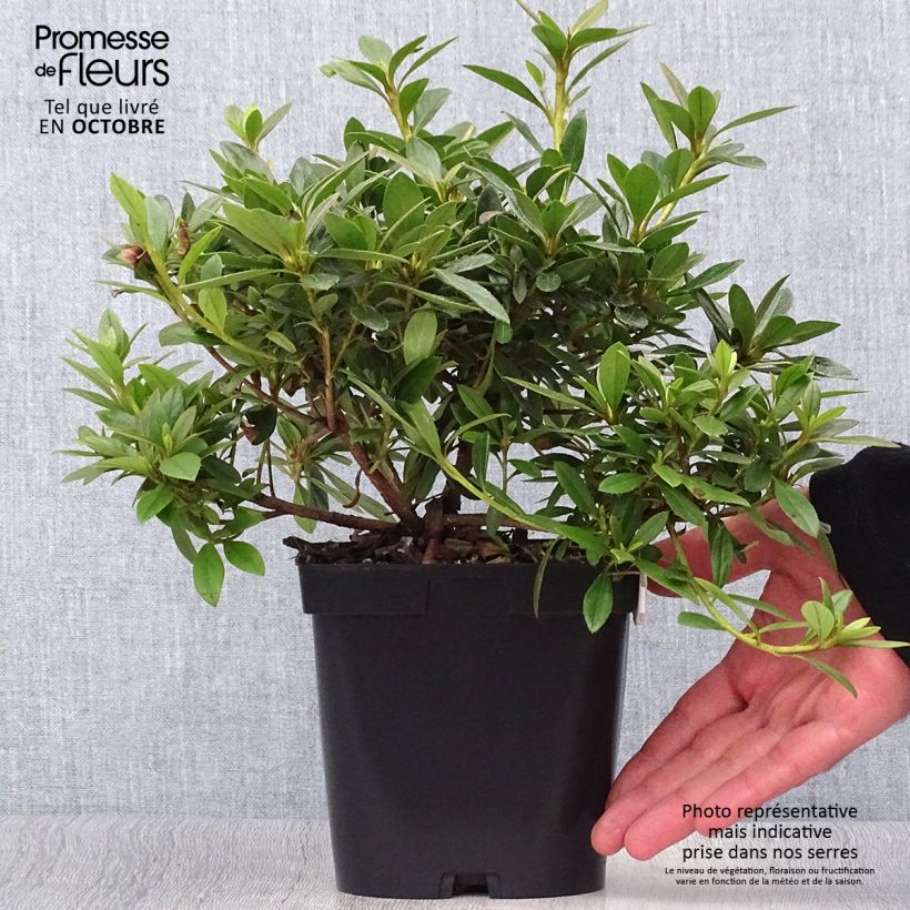 Example of Japanische Azalee Purple Splendor - Azalea Topf mit 2L/3L as you get in automne