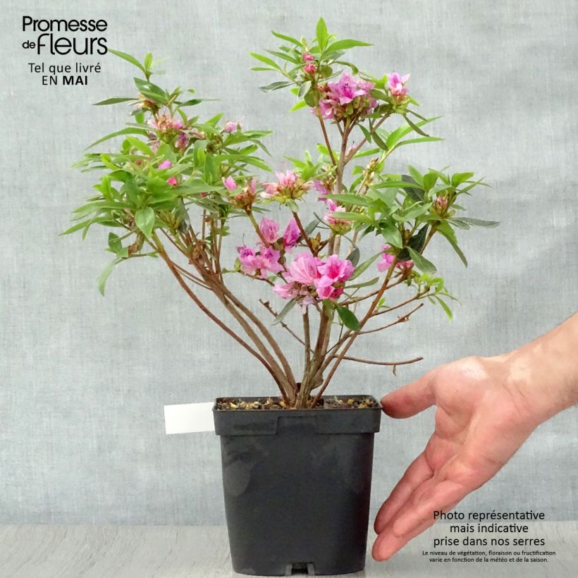 Exemplar von Japanische Azalee Purple Splendor - Azalea Topf mit 2L/3L wie im Frühjahr geliefert
