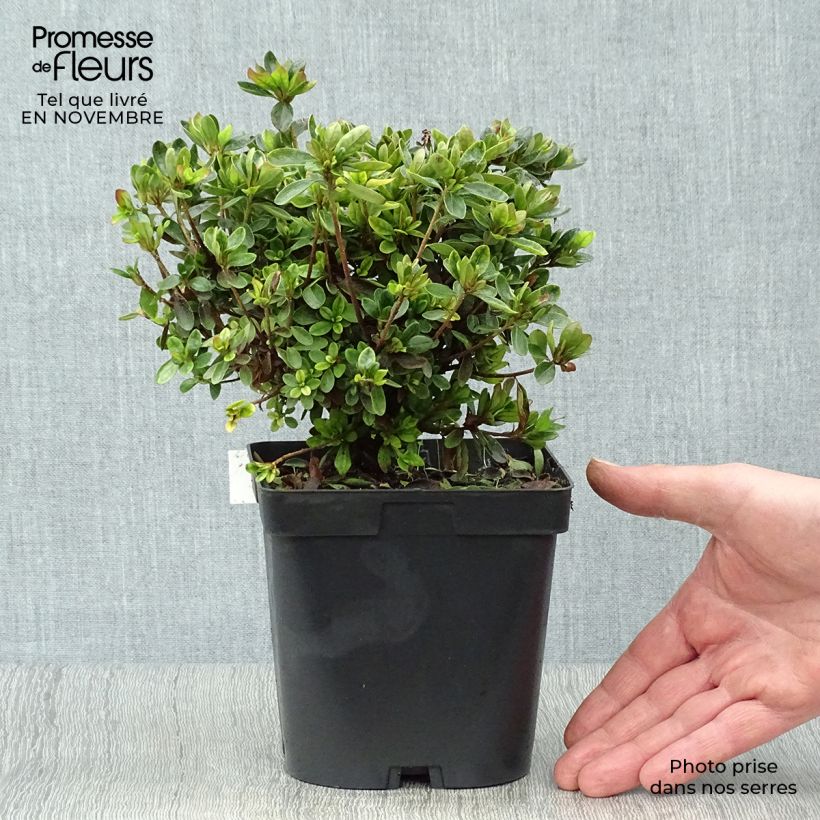 Example of Japanische Azalee Rex - Azalea Topf mit 2L/3L as you get in automne