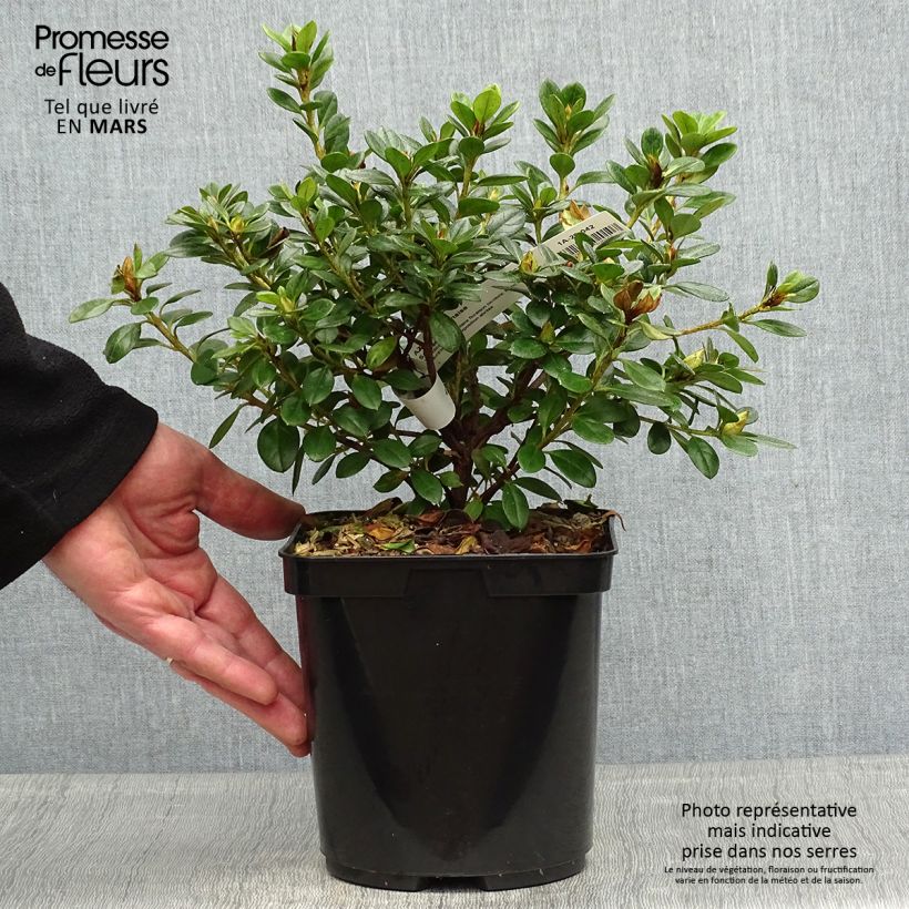 Exemplar von Japanische Azalee Sachsenstern - Azalea Topf mit 3L/4L wie im Frühjahr geliefert