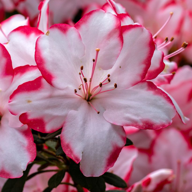 Japanische Azalee Sachsenstern - Azalea (Flowering)