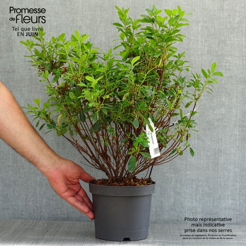 Example of Japanische Azalee Schneewittchen - Azalea Topf mit 2L/3L as you get in ete