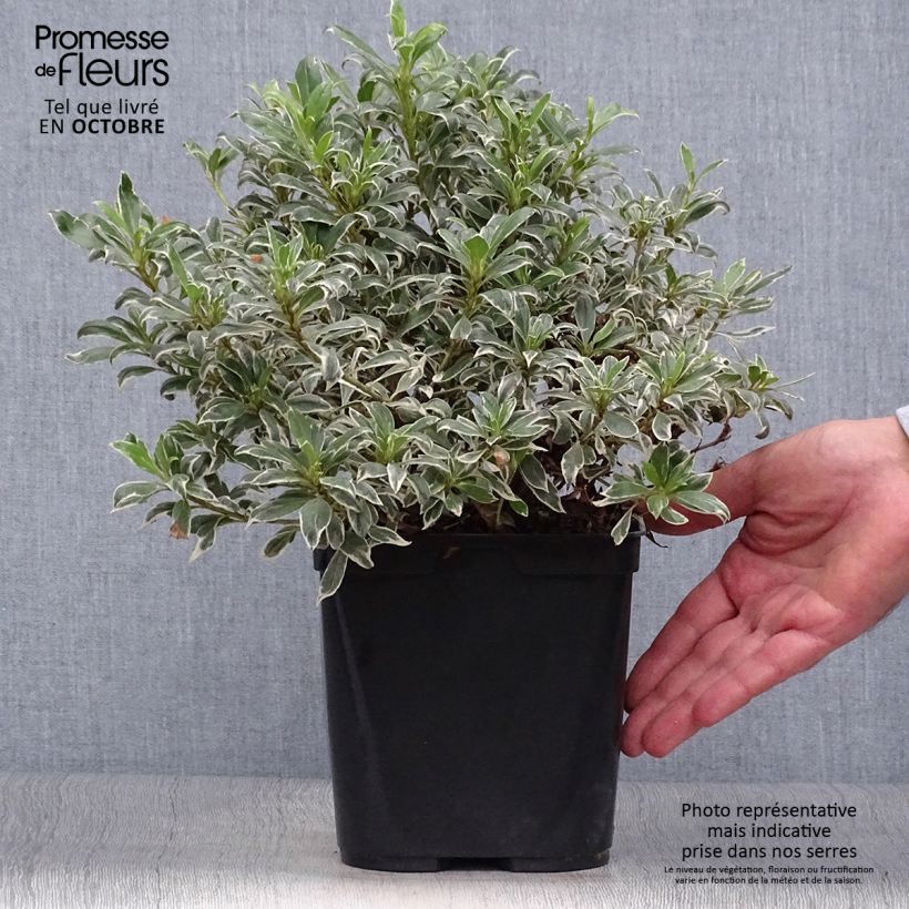 Example of Japanische Azalee Silver Queen - Azalea Topf mit 2L/3L as you get in automne