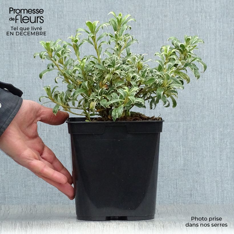 Exemplar von Japanische Azalee Silver Queen - Azalea Topf mit 2L/3L wie im Winter geliefert