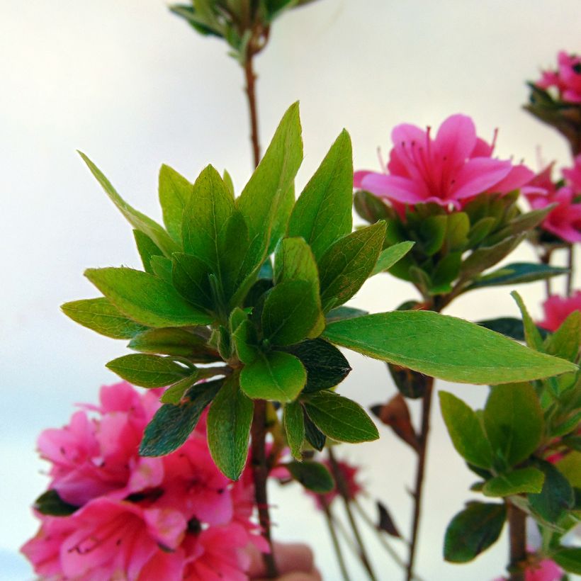 Japanische Azalee Sylvester - Azalea (Foliage)